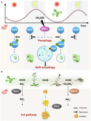 Autophagy as a Survival Strategy for Eukaryotic Microbes Living in the Phyllosphere